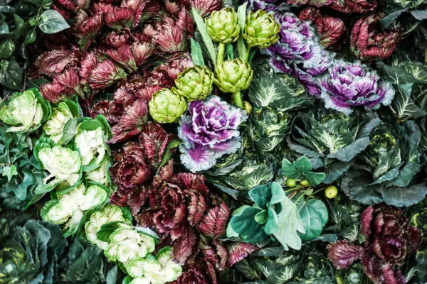 A Close-Up View Of Colorful Ornamental Cabbages And Flowers.