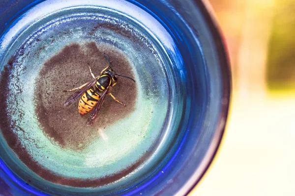 Animal Glass Insect Bottle