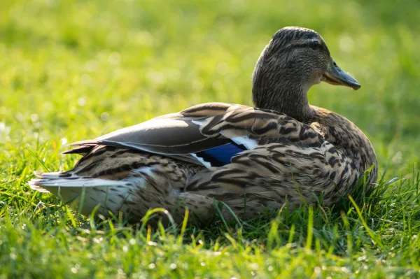 Relaxing Animal Chilling Duck