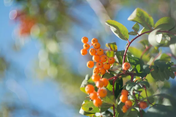 Orange Fruit Close Up Photo